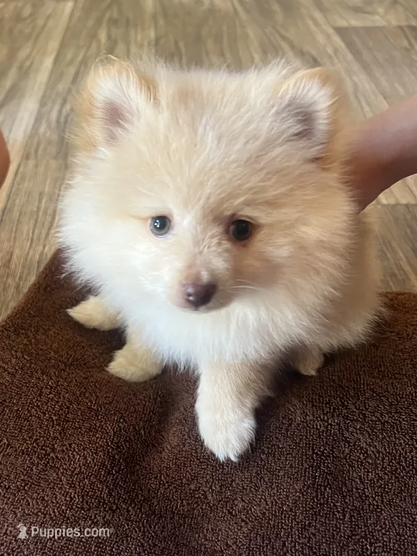 Fluffy- reduced  – Pomeranian puppy for sale in Sweeny, TX