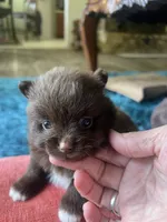 Coco, a female Pomeranian for sale in Sweeny, TX – 2 of 4