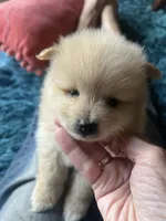 Cream, a male Pomeranian for sale in Sweeny, TX – 1 of 5