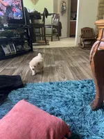 Cream, a male Pomeranian for sale in Sweeny, TX – 3 of 5