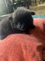 Zoey, a female Pomeranian for sale in Sweeny, TX – 2 of 4