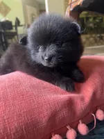 Zoey, a female Pomeranian for sale in Sweeny, TX – 1 of 4