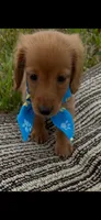 Sweetie, a male Miniature Dachshund for sale in Sweeny, TX – 2 of 5