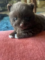 Coco, a female Pomeranian for sale in Sweeny, TX – 4 of 4