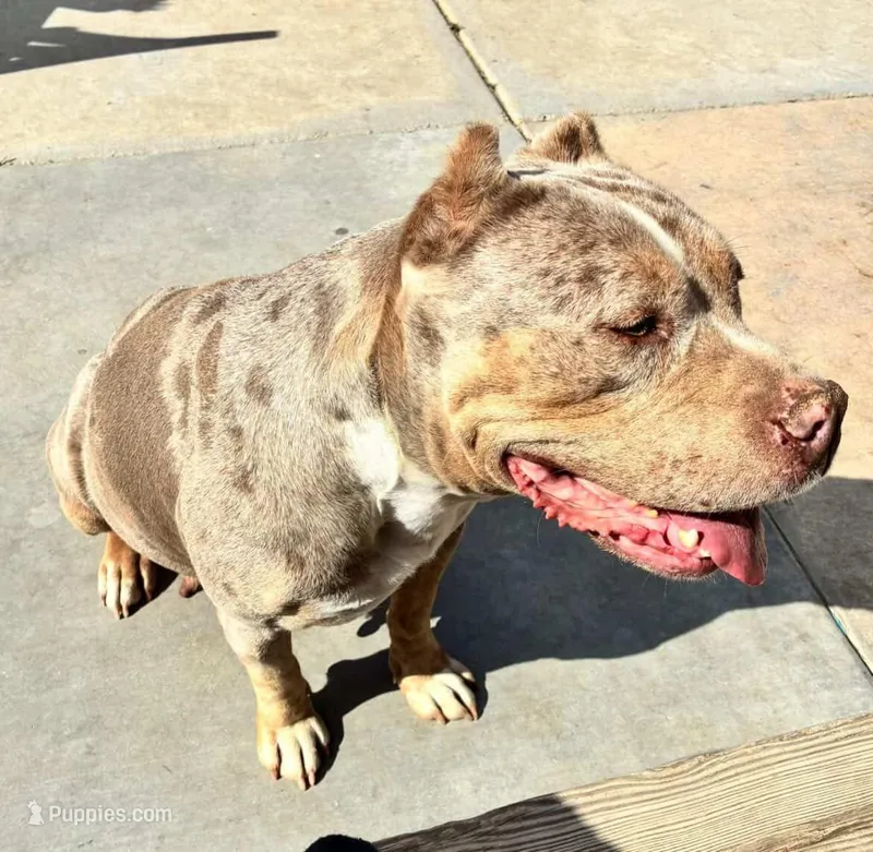 IRIS , a female American Bully for sale in Pomona, CA – Photo 1 of 1