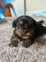 CKC Yorkie puppies, a male Yorkshire Terrier for sale in Apopka, FL – 1 of 3