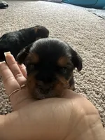 CKC Yorkie puppies, a male Yorkshire Terrier for sale in Apopka, FL – 3 of 3