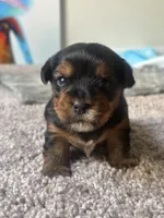 CKC Yorkie puppies, a male Yorkshire Terrier for sale in Apopka, FL – 2 of 3