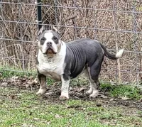 Harley - Pocket Bully, a female American Bully for sale in Columbia Station, OH – 2 of 4
