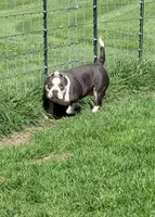 Harley - Pocket Bully, a female American Bully for sale in Columbia Station, OH – 3 of 4