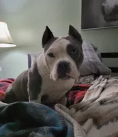 Minnie - Micro Bully, a female American Bully for sale in Columbia Station, OH – 2 of 3