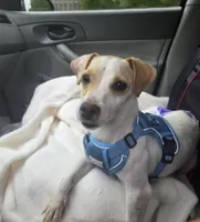 Daisy, a female Jack Russell Terrier for sale in Columbia Station, OH – 2 of 2