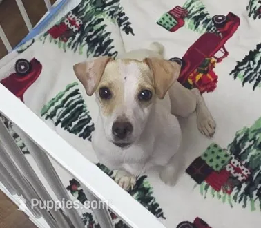 Daisy – Jack Russell Terrier puppy for sale in Columbia Station, OH