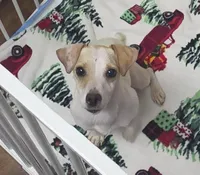 Daisy, a female Jack Russell Terrier for sale in Columbia Station, OH – 1 of 2