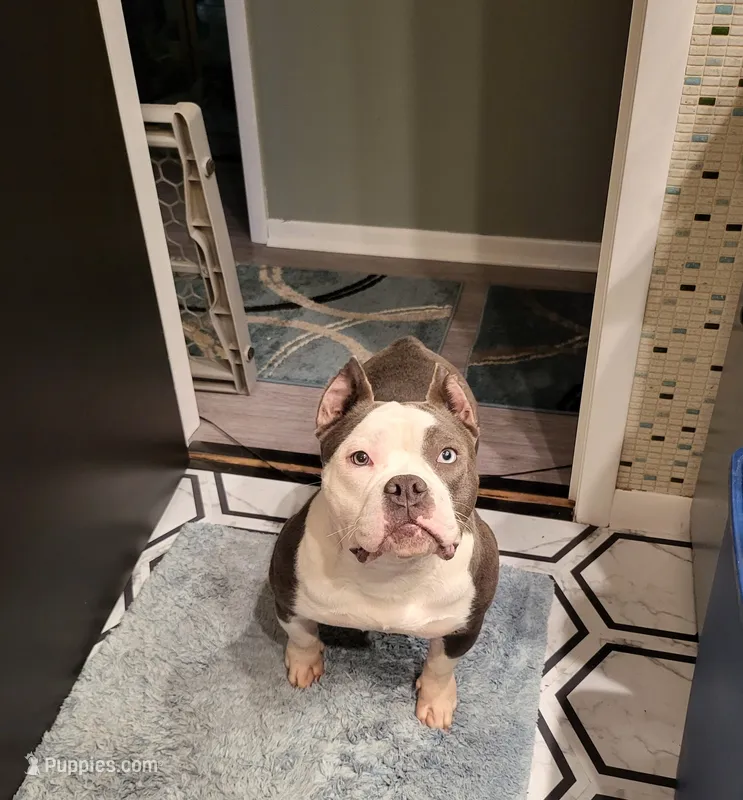 Minnie - Micro Bully – American Bully puppy for sale in Columbia Station, OH