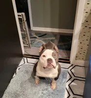 Minnie - Micro Bully, a female American Bully for sale in Columbia Station, OH – 1 of 3