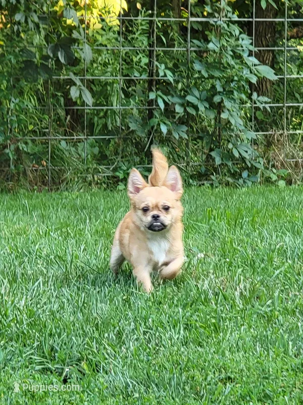Teddy – Chihuahua, Pekingese puppy for sale in Columbia Station, OH