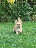 Teddy, a male Chihuahua and Pekingese for sale in Columbia Station, OH – 1 of 4