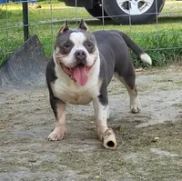Harley - Pocket Bully, a female American Bully for sale in Columbia Station, OH – 4 of 4
