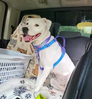 Dottie, a female Dalmatian and American Pit Bull Terrier for sale in Columbia Station, OH – 2 of 2