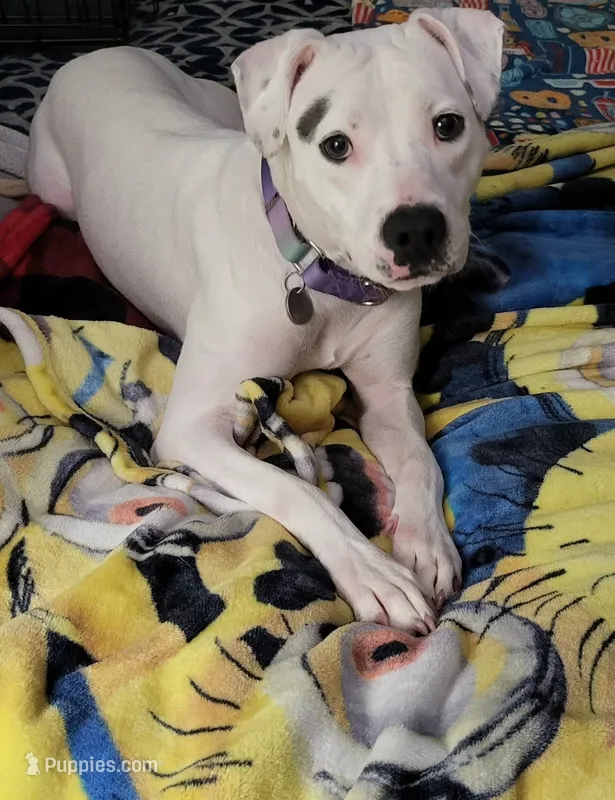 Dottie – Dalmatian, American Pit Bull Terrier puppy for sale in Columbia Station, OH