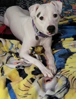Dottie, a female Dalmatian and American Pit Bull Terrier for sale in Columbia Station, OH – 1 of 2