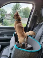 Teddy, a male Chihuahua and Pekingese for sale in Columbia Station, OH – 3 of 4