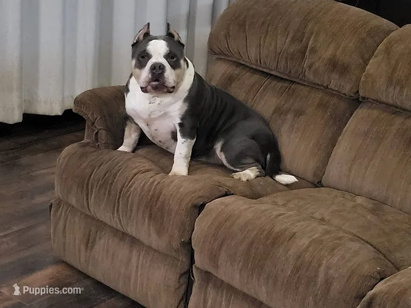 Harley - Pocket Bully – American Bully puppy for sale in Columbia Station, OH