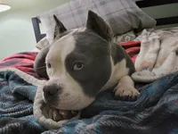 Minnie - Micro Bully, a female American Bully for sale in Columbia Station, OH – 3 of 3