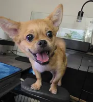 Teddy, a male Chihuahua and Pekingese for sale in Columbia Station, OH – 2 of 4