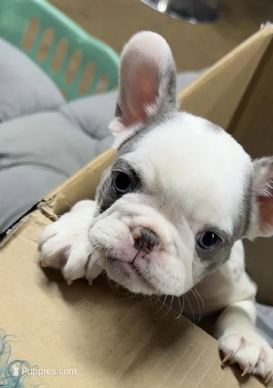 Chanel  – French Bulldog puppy for sale in Dallas, TX