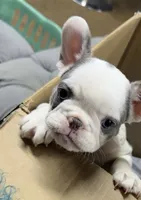 Chanel , a female French Bulldog for sale in Dallas, TX – 1 of 3