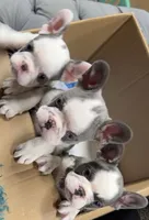 Coco, a female French Bulldog for sale in Dallas, TX – 2 of 3