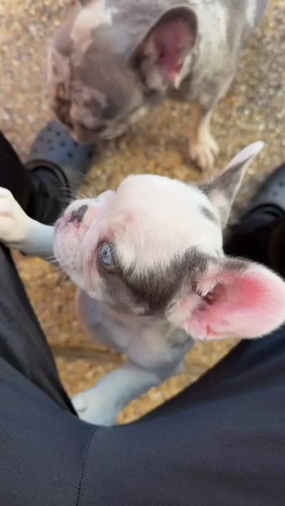 Chanel , a female French Bulldog for sale in Dallas, TX – 4 of 5