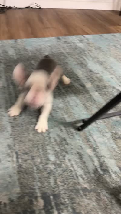 Chanel , a female French Bulldog for sale in Dallas, TX – 5 of 5