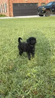 scar, a male Poodle - Toy  for sale in Antioch, TN – 3 of 4