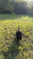 scar, a male Poodle - Toy  for sale in Antioch, TN – 2 of 4