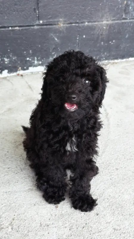 scar – Poodle - Toy  puppy for sale in Antioch, TN
