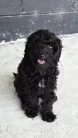 scar, a male Poodle - Toy  for sale in Antioch, TN – 1 of 4