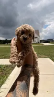 roy, a male Poodle - Toy  for sale in Antioch, TN – 3 of 4