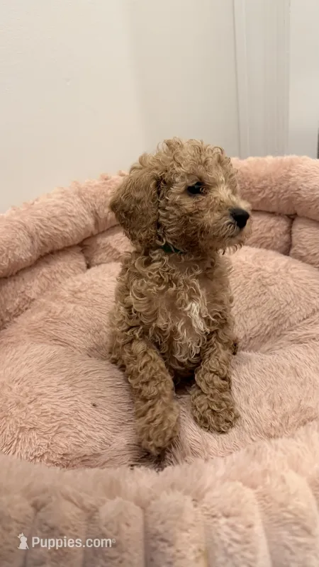roy – Poodle - Toy  puppy for sale in Antioch, TN