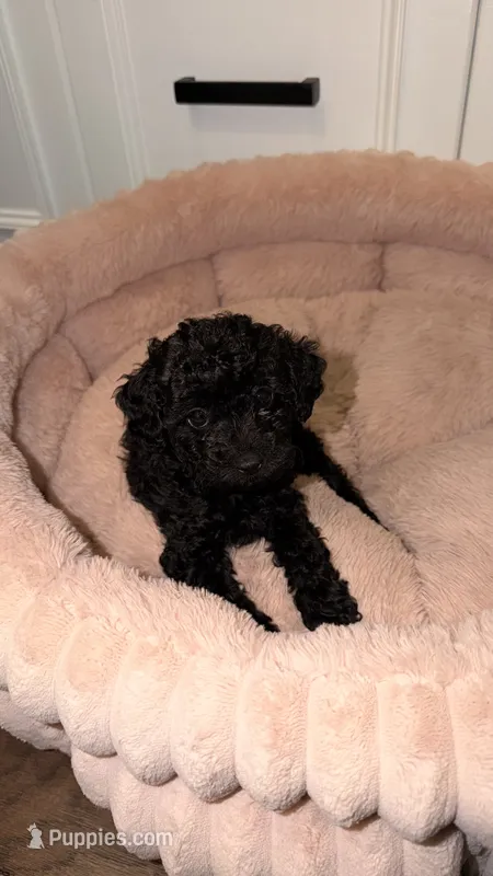 lucy – Poodle - Toy  puppy for sale in Antioch, TN