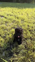 scar, a male Poodle - Toy  for sale in Antioch, TN – 4 of 4