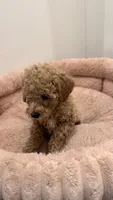 roy, a male Poodle - Toy  for sale in Antioch, TN – 2 of 4