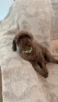 roy, a male Poodle - Toy  for sale in Antioch, TN – 4 of 4