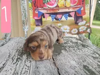 Sleepy, a female Dachshund for sale in Stoutland, MO – 1 of 1