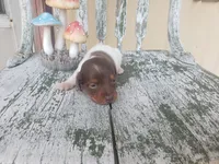Merle, a male Dachshund for sale in Stoutland, MO – 3 of 3