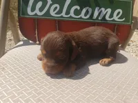 Chandler, a male Dachshund for sale in Stoutland, MO – 2 of 3