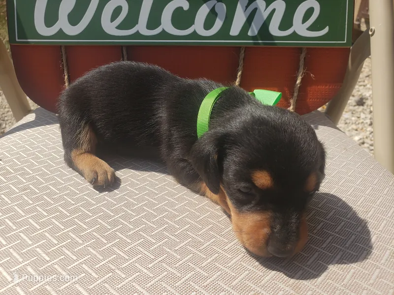 Ross – Dachshund puppy for sale in Stoutland, MO