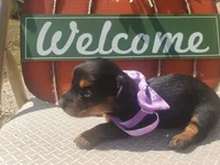 Monica, a female Dachshund for sale in Stoutland, MO – 2 of 2